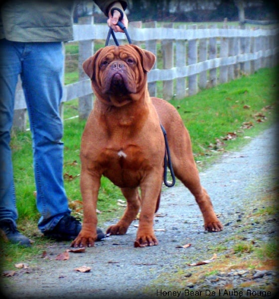 Honey bear de L'Aube Rouge