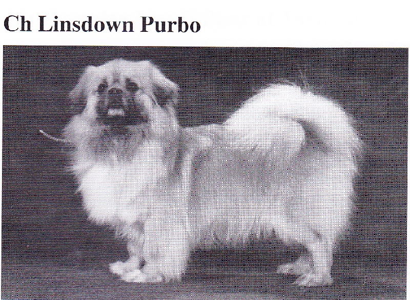 CH. linsdown Purbo