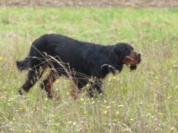 Fox Du val de chauffour