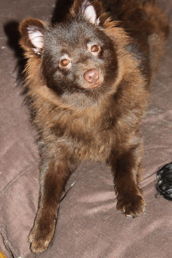 Publication : Des Dragons Maya 