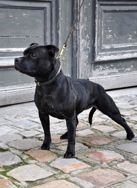 Publication : Dandy's Roots