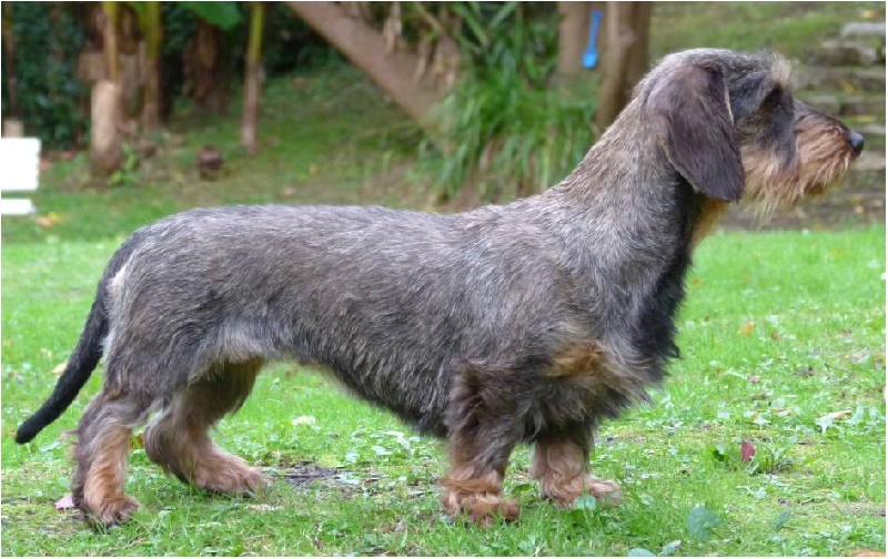 Publication : El Cubío