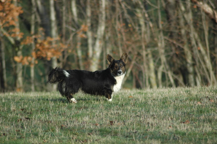 Publication : de Romatomé 