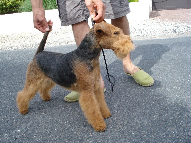 Publication : Sandalphon Auteur : Taffu Nicolas