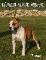 Étalon American Staffordshire Terrier - Eyesan du Parc de Combreux