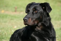 Étalon Berger de Beauce - CH. Eron rdeèa nogavica