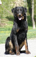 Étalon Berger de Beauce - Gracil Garde De La Vie