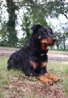 Étalon Berger de Beauce - CH. Dixie Des alexines