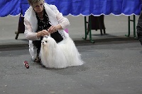 Étalon Bichon maltais - White magic Your to risqué