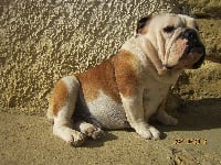 Étalon Bulldog Anglais - Fawcet du domaine de Cornouaille