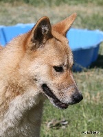 Étalon Canaan Dog - Gina de Solemel