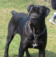 Étalon Cane Corso - Fan du ker andelys