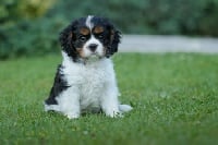 Étalon Cavalier King Charles Spaniel - Golden sunshine du pays des songes