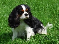 Étalon Cavalier King Charles Spaniel - CH. Evening secret of Sevijean's