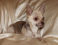Étalon Chihuahua - Gwen (Sans Affixe)