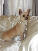 Étalon Chihuahua - Guess (Sans Affixe)