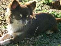 Étalon Chihuahua - Milady des Petits Mots Doux