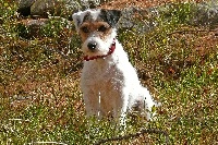 Étalon Jack Russell Terrier - Doom-doom De la roche turpin