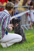 Étalon Kerry Blue Terrier - CH. Balboa Extravaganza