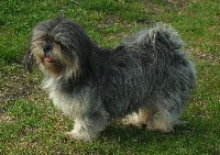 Étalon Lhassa Apso - Fhurma De la garde adhemar