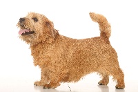 Étalon Norfolk Terrier - CH. boomer Justforme