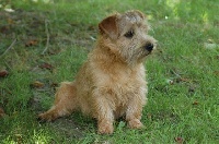 Étalon Norfolk Terrier - cracknor Crossword