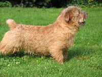 Étalon Norfolk Terrier - CH. boomer Diddeline