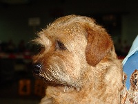 Étalon Norfolk Terrier - CH. boomer Hermion