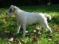 Étalon Parson Russell Terrier - Etna du cote obscur