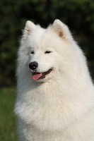 Étalon Samoyède - CH. I'm a babe Vom beverenkant
