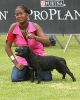 Étalon Staffordshire Bull Terrier - flo's world Fashion