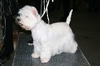 Étalon West Highland White Terrier - Coco chanel de toul land