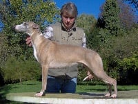 Étalon Whippet - Chrome fashion du haras d'hélios