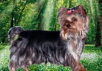 Étalon Yorkshire Terrier - Fleur du chemin de l'Eldorado