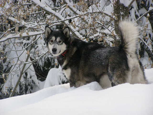 Publication : Des Loups Du Valgo Auteur : Valg'aux Loups