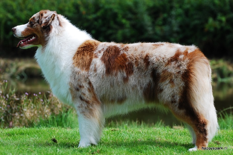 Publication : Happy Spark