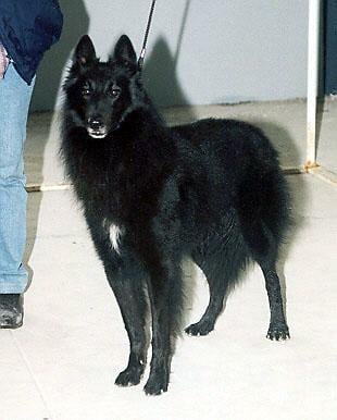 CH. Esp. orlof du perigort vert