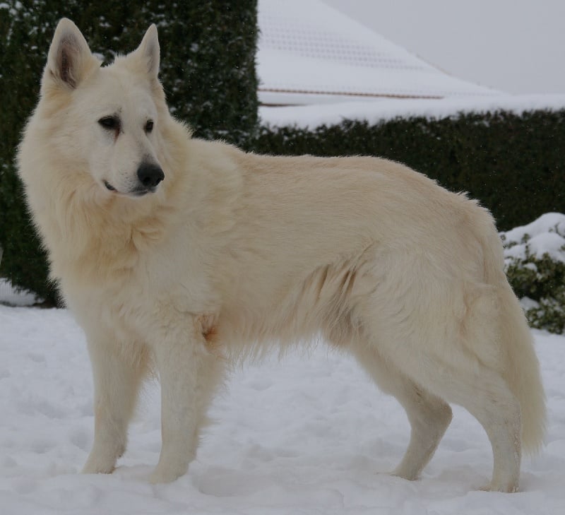 Umko comanchero des glaces de l'Alaska