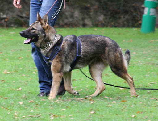 Fugees du Domaine E-toiles Filantes