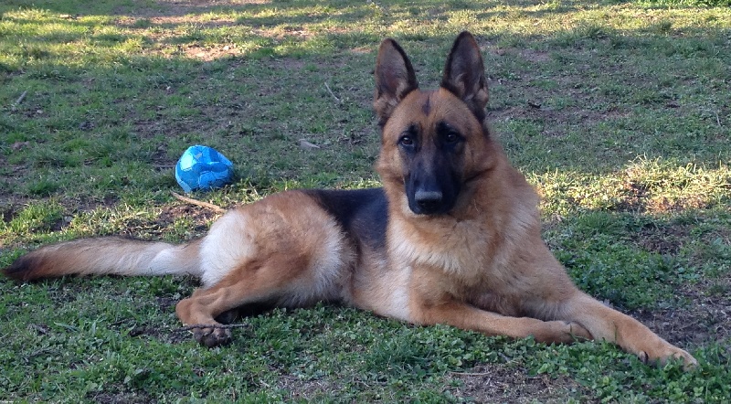 Publication : du Meolion