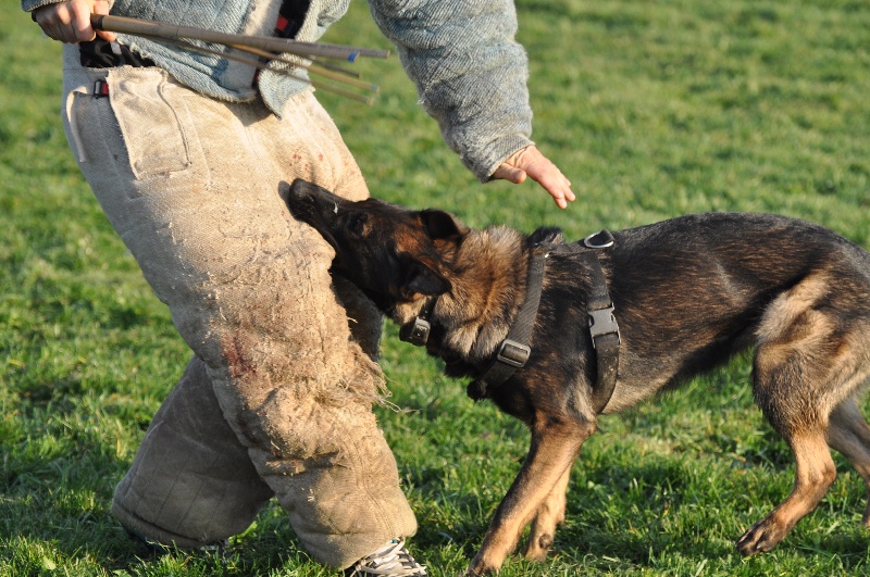 Publication : Des Fiers Brigands Auteur : pascal