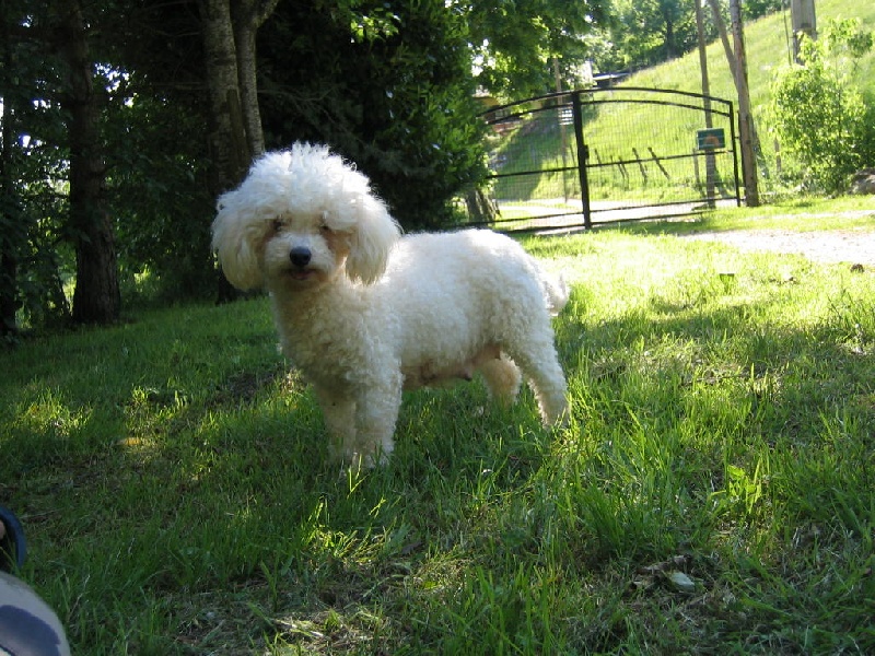 Boyka du grand catalpa (Sans Affixe)