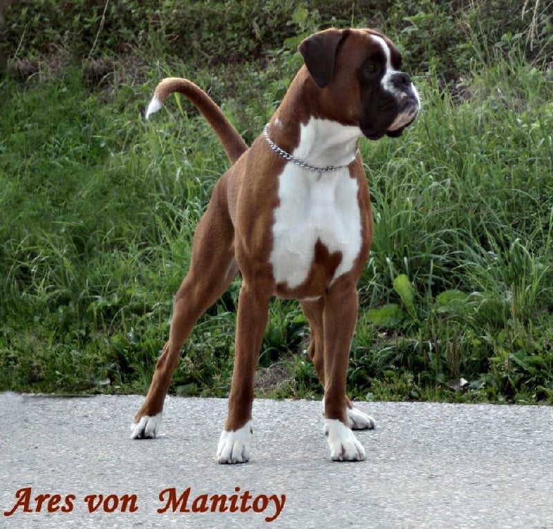 CH. Ares von manitoy