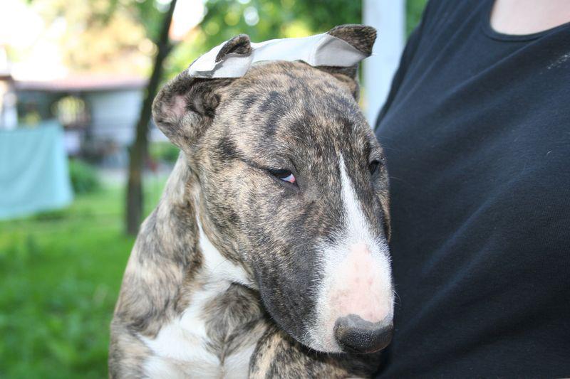 Publication : Dream Team Bulls