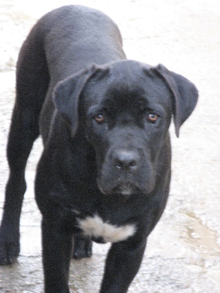 Publication : del nero velluto