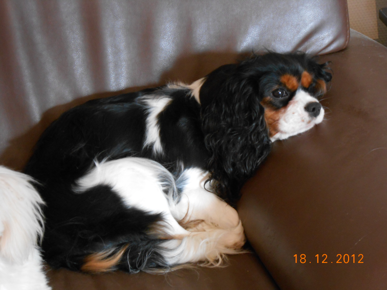 Publication : de la Bastide du Jas de Jeromes 