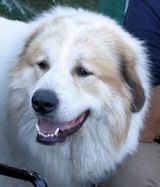 Publication : Della Rocca Dei Patous Auteur : Giraldi L.