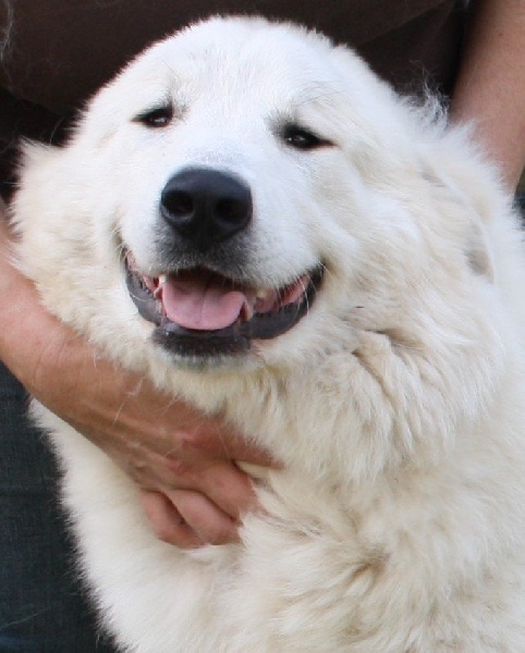 Publication : Della Rocca Dei Patous Auteur : Giraldi L.