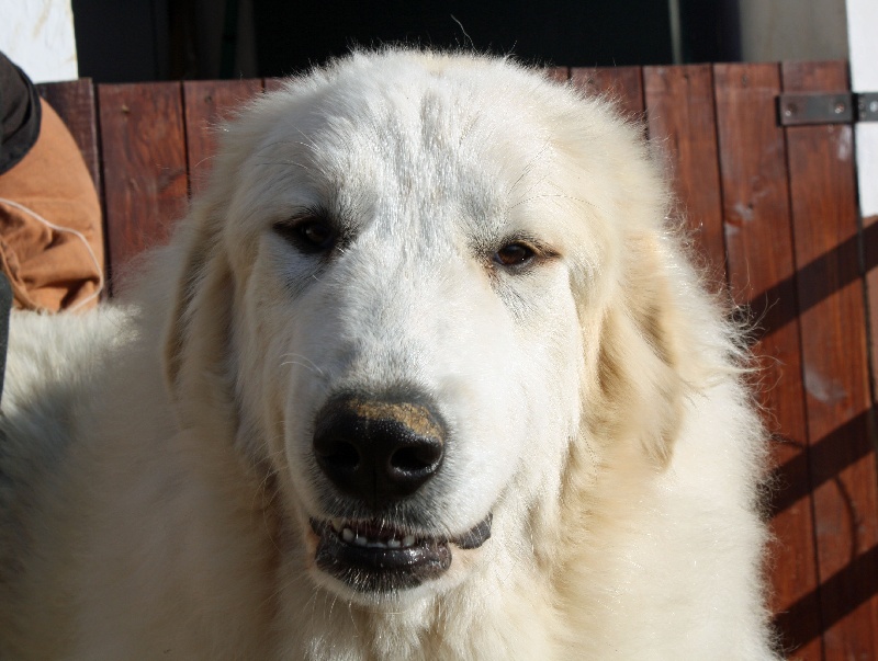 Publication : Della Rocca Dei Patous Auteur : Giraldi L.