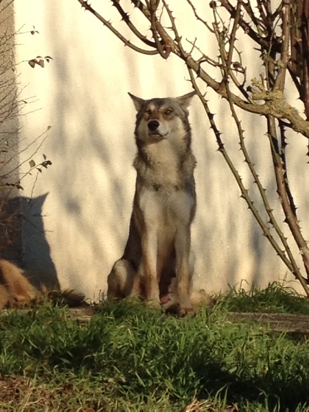 Elwood des vallons de touraine